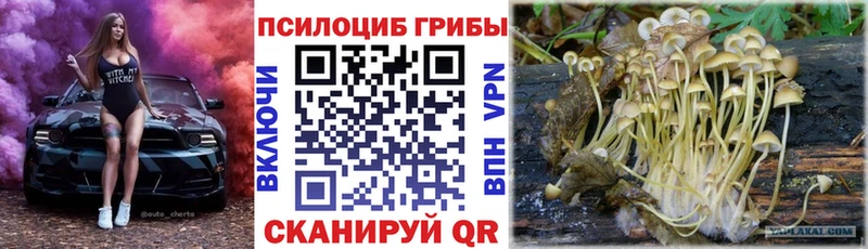 как найти   Ворсма  Псилоцибиновые грибы Cubensis 